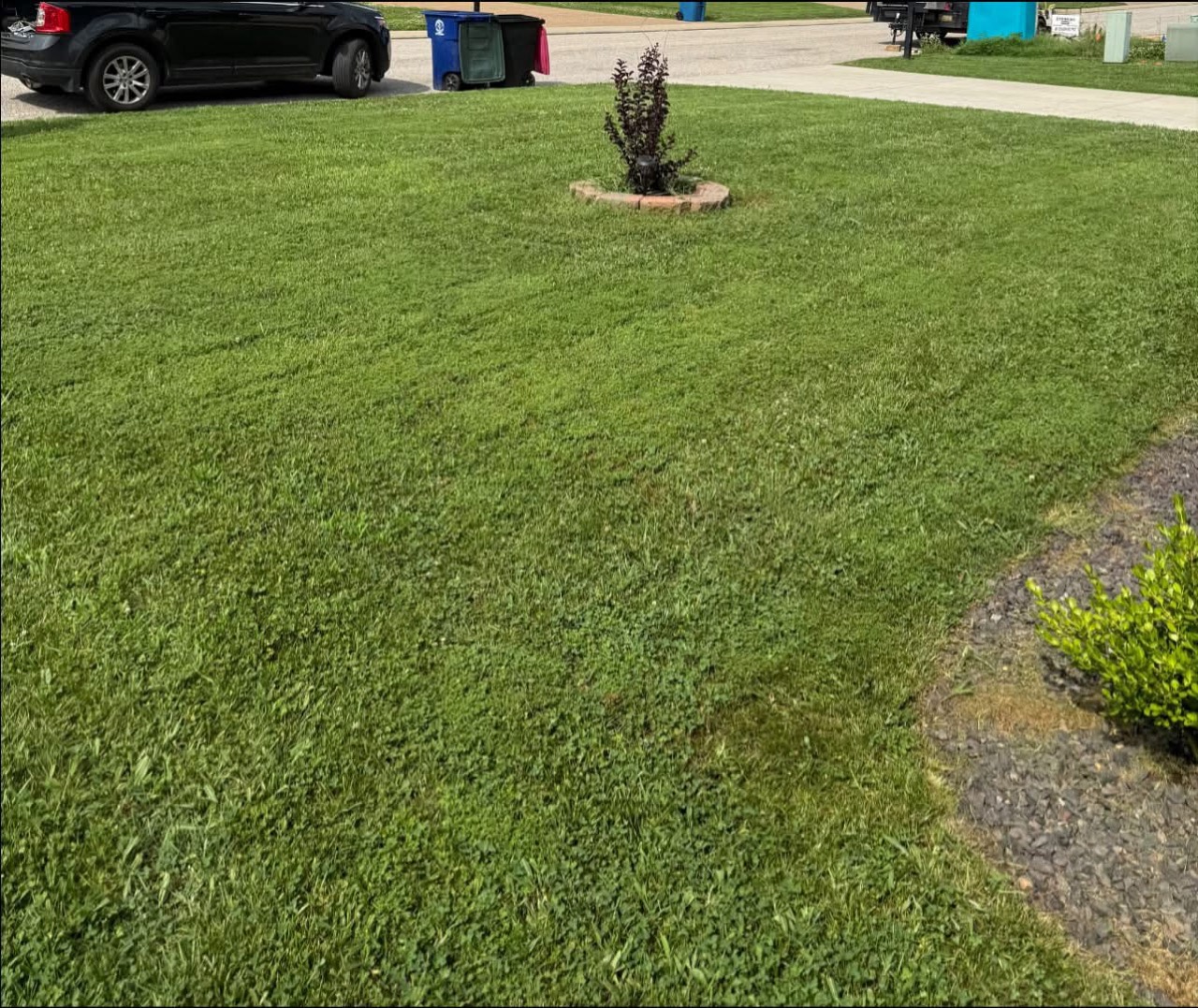After mowing: a freshly cut front lawn around a small ornamental tree