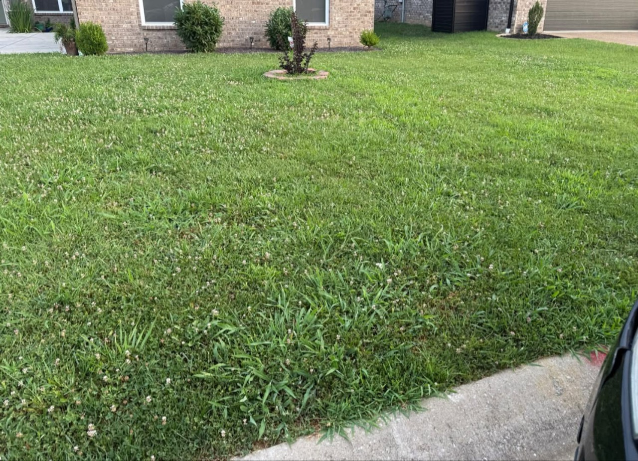 Before mowing: long grass and weeds in the front lawn